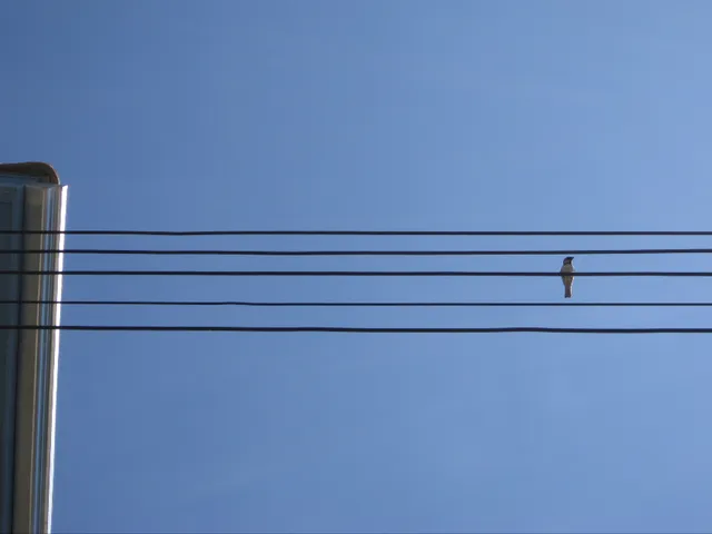 Ένα μικρό πουλί κάθεται σε παράλληλα εναέρια καλώδια.